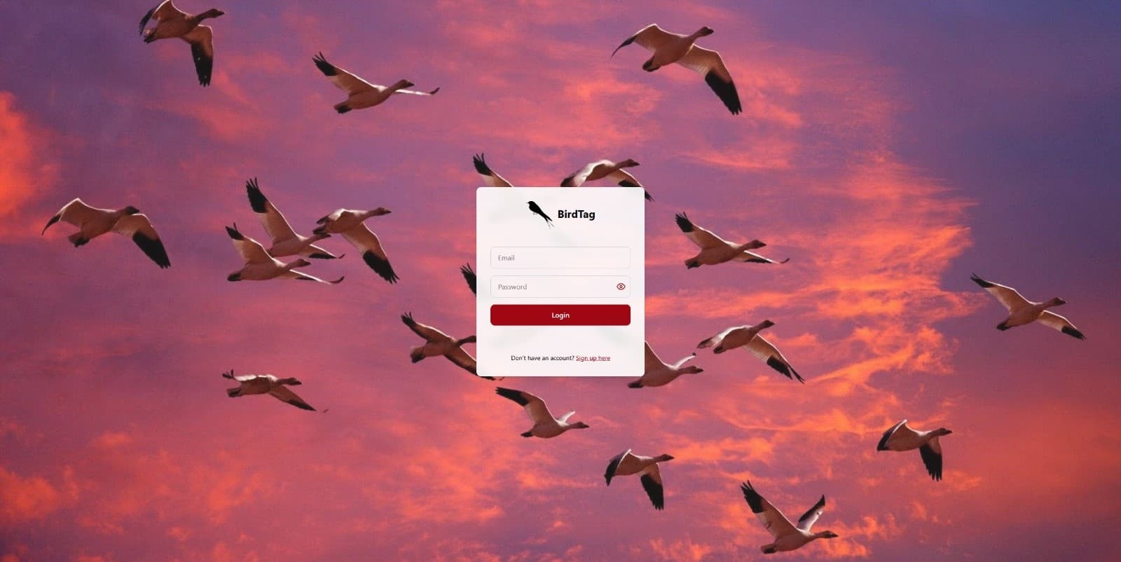 BirdTag